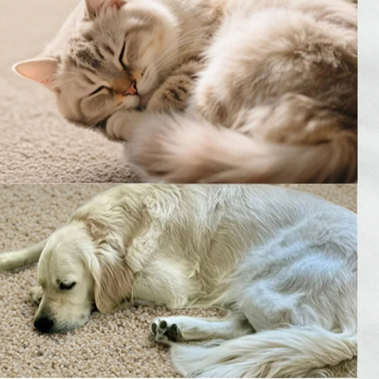 Adesivo Calmante para pets